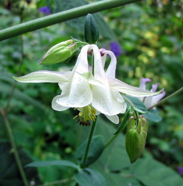 Aquilegia vulgaris/ Aquilegia comune